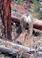 Deer on the way to the park