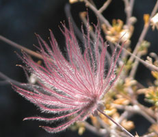 Pink fall foliage