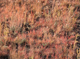 Closeup of fall colors