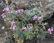 Pink flowers