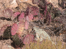 Prickly Pear Cactus