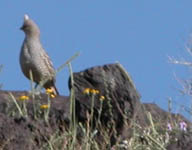 bird at Riconada Canyon