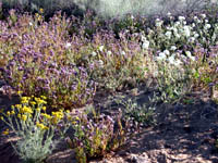 flowers at Riconada Canyon