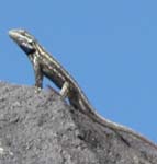 lizard at Piedras Marcadas