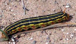 yellow striped catepillar