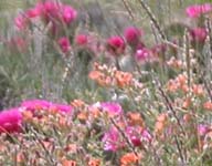 orange and pink flowers