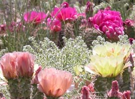 flowering prickly pears