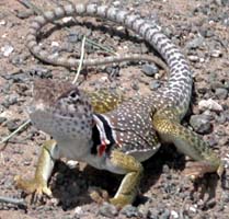 collard lizard