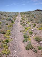 flower lined path