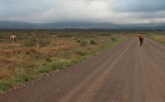 Horse in the road