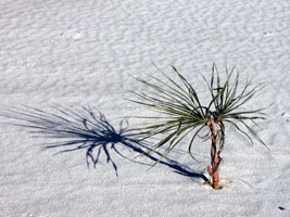 Lonely Plant