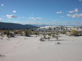 Plants on the white sand