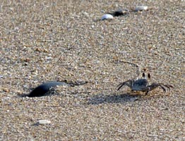 A little crab running on the hotel beach early in the morning