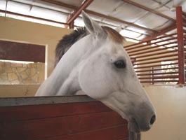 White Arabian, you can see the black skin at the nose