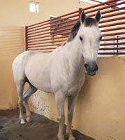 White Arabian