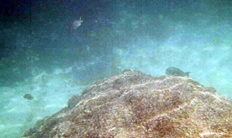 Fish near a rock