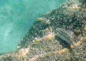 Striped fish resting near a rock