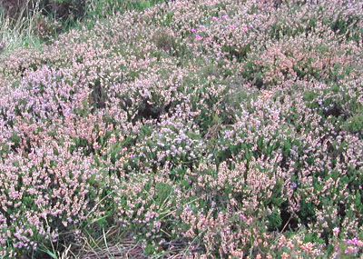 Hills of Heather