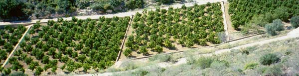 orchards below