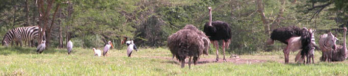 Outside our hut: zebra, ostrich, and birds