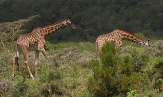 giraffes