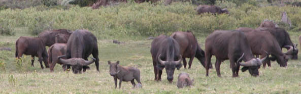 cape buffalo and wart hogs