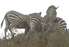 zebras