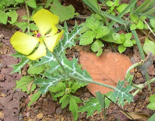 yellow flower