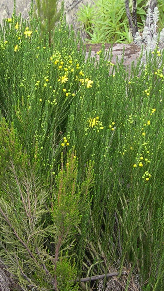 Golden Daisy Bush