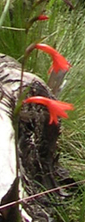 bright red gladiolus