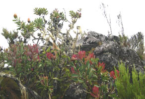 kili flower