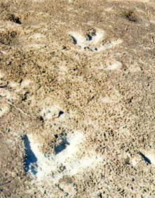 two dinosaur footprints