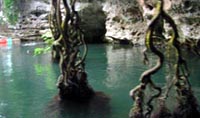 Waters of Barton Creek with hanging vines