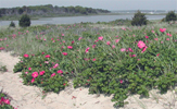 Beach roses