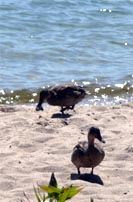 Ducks near the Rail Trail