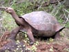 Tortoise