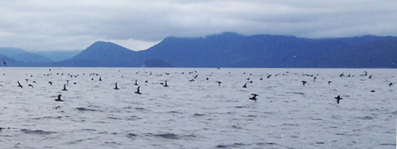 Sooty shearwaters.