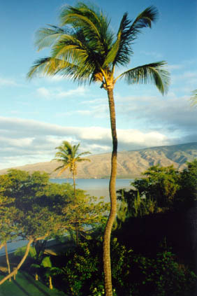 One of the three palms I saw from my balcony