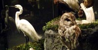 Birds in the Sigurgeir's Bird Museum