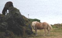 The horses outside our window at the hotel