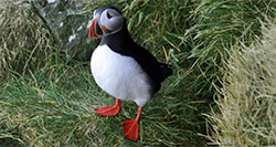 The puffin cliffs