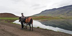 Horses in Iceland