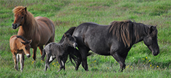 Two mares and their newborn babies.