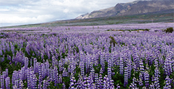 Lupine was along the side of the road almost everywhere.