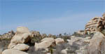 rocks at JTree