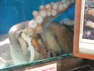 Octopus at Aquarium