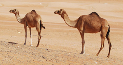 Camels in the desert