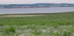 Field of daisies