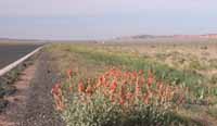 Road and flowers ni the desert