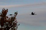 Birds over Bosque del Apache